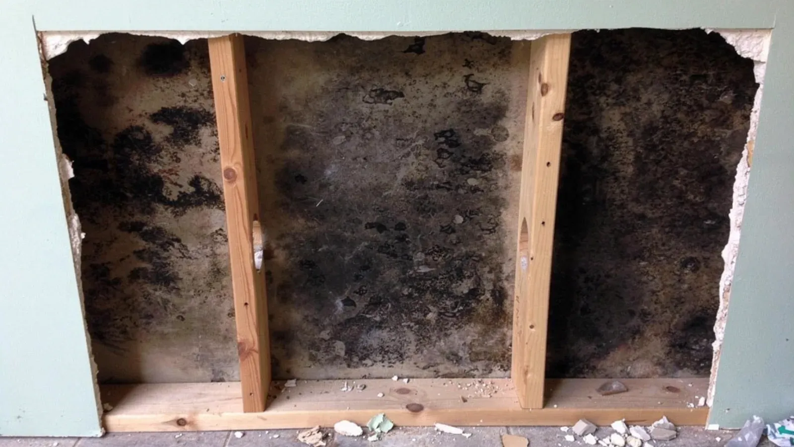 A section of drywall cut away from a painted wall, exposing mould growth across the cavity between the wooden studs